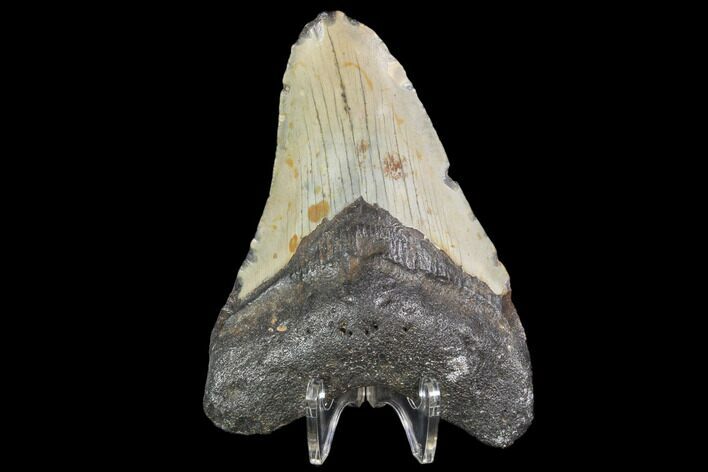Bargain, Fossil Megalodon Tooth - North Carolina #101440